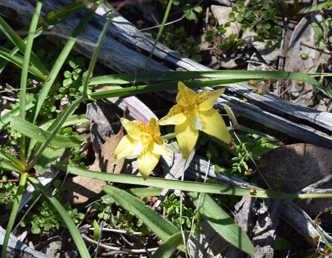 Caladenia flava Cowslip orchid Sep 2020 01.JPG